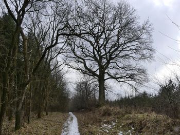 Bare trees on landscape against sky during winter