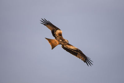 Low angle view of eagle flying against clear sky
