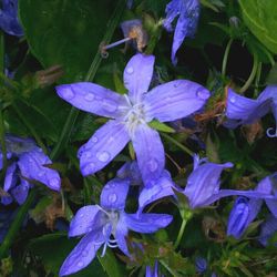 Close-up of purple flowers