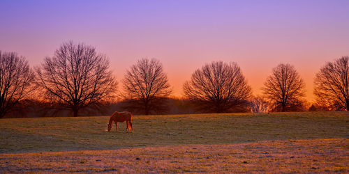 Scenic view of field against sky during sunset