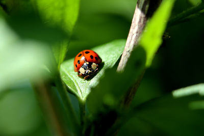 Close-up of ladybug on leaf