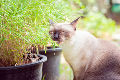 Cat looking away in potted plant