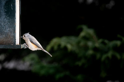 Close-up of bird perching on a feeder