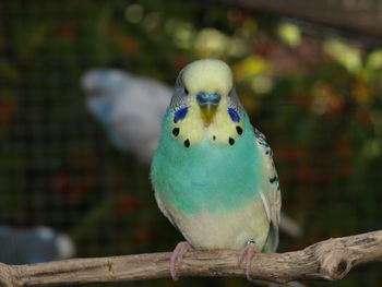 Close-up of parrot perching on branch