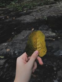 Close-up of hand holding yellow leaf