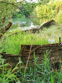 Plants growing on land in forest