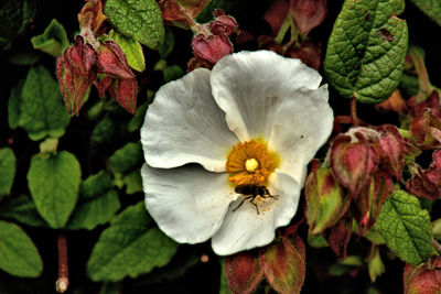 Close-up of white flowering plant