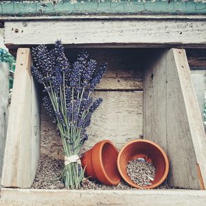 Close-up of potted plants