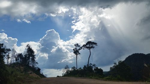 Trees on landscape against sky