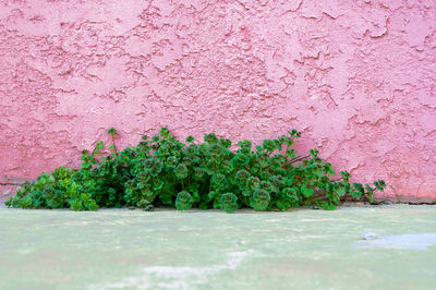 Close-up of pink flowers against wall