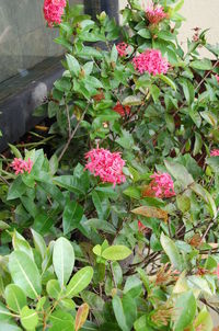 Close-up of pink flowers