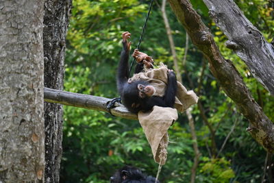 A chimpazee rolling about with its blanket