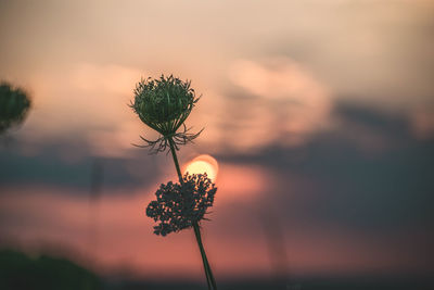 Close-up of flowering plant during sunset
