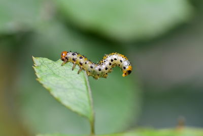 Close-up of caterpillar on leaf