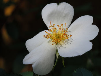 Close-up of white flowering plant