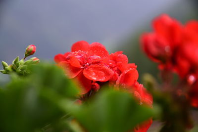 Close-up of red flowering plant