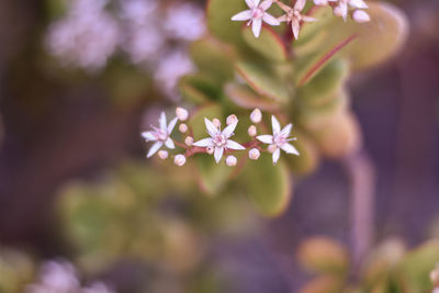 Close-up of blooming outdoors