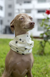 Pure breed italian greyhound dog outdoors with protective mask for coronavirus. covid-19.