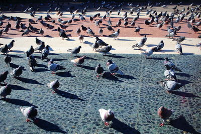 High angle view of birds perching on ground