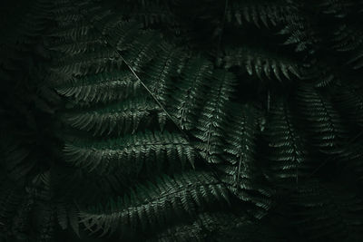 Full frame shot of fern