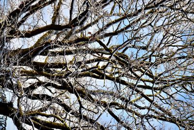 Low angle view of bare tree against sky