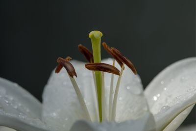 Close-up of water drops on lily