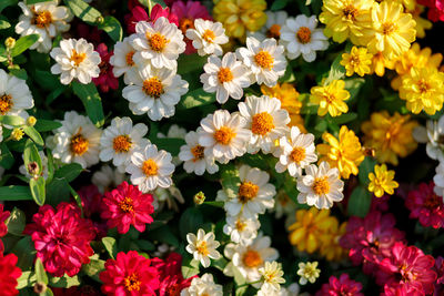 Close-up of pink flowering plants