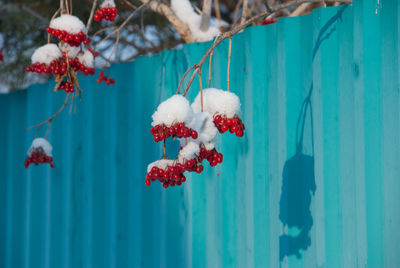 Red berries hanging on plant during winter