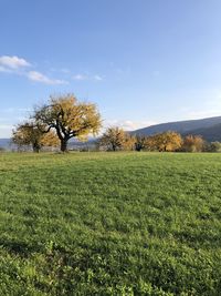 Trees on field against sky