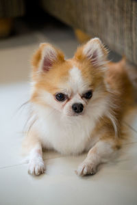 Close-up portrait of a dog