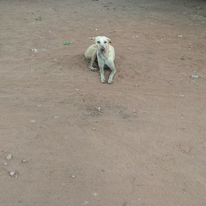 High angle view of dog sticking out tongue on sand