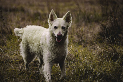 Portrait of a dog on field