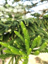 Close-up of pine tree