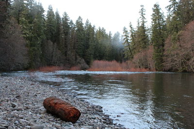 Scenic view of lake against trees in forest