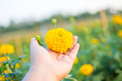 Cropped hand holding marigold