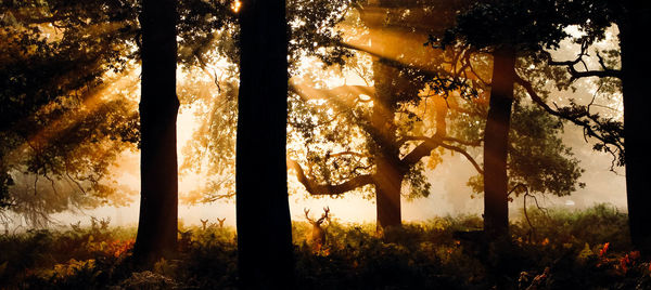 Sunlight streaming through trees in forest