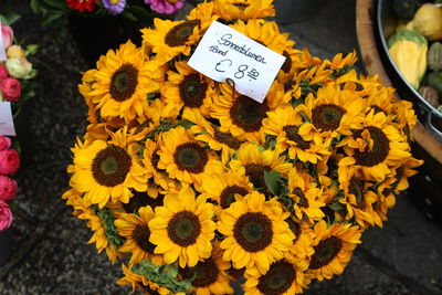 Close-up of sunflower