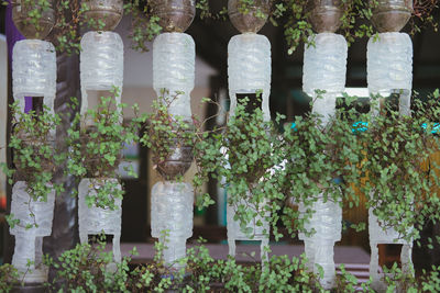 View of potted plants in plastic bottles