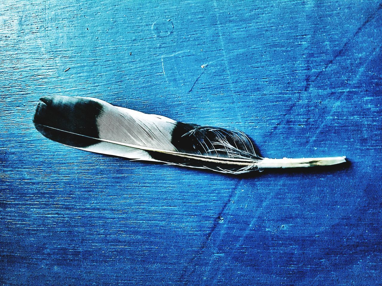 HIGH ANGLE VIEW OF BIRD SWIMMING IN POOL