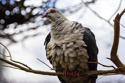 Close-up of bird perching on plant