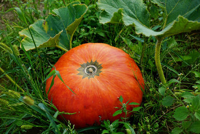 Close-up of pumpkin on field