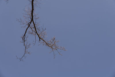 Low angle view of bare tree against clear blue sky