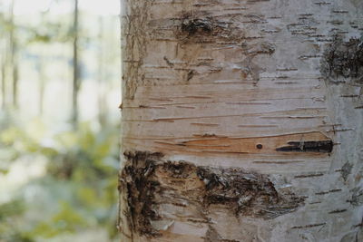 Close-up of tree trunk in forest