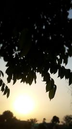 Low angle view of silhouette leaves against sky during sunset