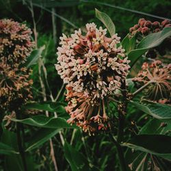 Close-up of red flowers