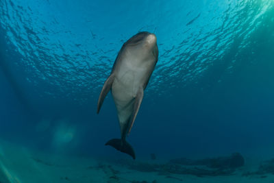 Fish swimming in sea