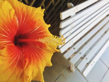Close-up of yellow hibiscus blooming outdoors