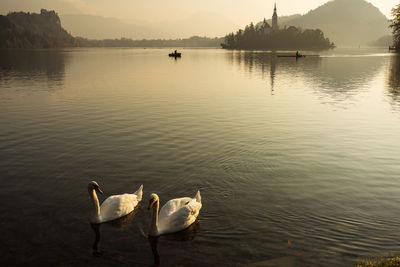 Swans swimming in lake