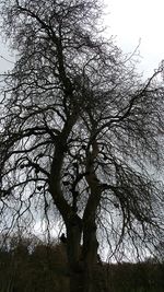 Low angle view of tree against sky