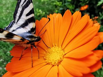 Close-up of butterfly pollinating on orange flower